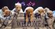Goldendoodle Puppies for sale in La Habra Heights, CA 90631, USA. price: $2,000
