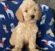 Goldendoodle Puppies for sale in Marlette, MI 48453, USA. price: $550