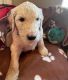 Goldendoodle Puppies for sale in Temple, TX, USA. price: $1,800