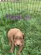 Goldendoodle Puppies for sale in Grantsville, UT 84029, USA. price: $750
