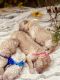 Goldendoodle Puppies for sale in Ashland, KY, USA. price: $1,000