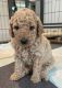 Goldendoodle Puppies for sale in Los Angeles, CA, USA. price: $875