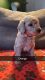 Goldendoodle Puppies for sale in Statesville, NC, USA. price: $1,000