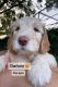 Goldendoodle Puppies for sale in Orlando, FL, USA. price: $1,750