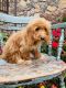 Goldendoodle Puppies for sale in Winchester, VA 22601, USA. price: $500