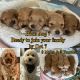 Goldendoodle Puppies for sale in Doral, FL, USA. price: $2,500