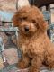 Goldendoodle Puppies for sale in Capon Bridge, WV 26711, USA. price: $1,000