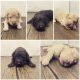 Goldendoodle Puppies for sale in Polk County, FL, USA. price: $2,000