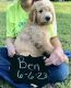 Goldendoodle Puppies for sale in Shelbyville, TN, USA. price: $500