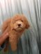 Goldendoodle Puppies for sale in Long Beach, CA 90813, USA. price: $1,500