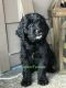 Goldendoodle Puppies for sale in La Center, WA 98629, USA. price: $800