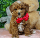 Goldendoodle Puppies for sale in Wesley Chapel, FL, USA. price: $2,000