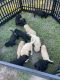 Goldendoodle Puppies for sale in Clarinda, IA 51632, USA. price: $1,000