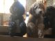Goldendoodle Puppies for sale in 613 N Madison Ave, Sedgwick, KS 67135, USA. price: $900
