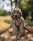 Goldendoodle Puppies for sale in Ramona, CA 92065, USA. price: $3,500