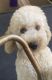 Goldendoodle Puppies for sale in Florida 33572, USA. price: $250