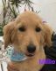 Goldendoodle Puppies for sale in Victorville, CA, USA. price: $350