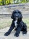 Goldendoodle Puppies for sale in Tulsa, OK, USA. price: $2,000