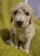 Goldendoodle Puppies for sale in Lebanon, ME 04027, USA. price: $1,300
