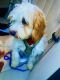 Goldendoodle Puppies for sale in Washington, DC, USA. price: $500