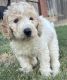 Goldendoodle Puppies for sale in Watertown, CT, USA. price: NA