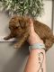 Goldendoodle Puppies for sale in Walkertown, NC, USA. price: $1,500