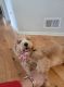Goldendoodle Puppies for sale in Pikesville, MD, USA. price: NA