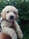 Goldendoodle Puppies for sale in Apex, NC, USA. price: $450