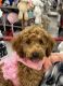 Goldendoodle Puppies for sale in Barrington, RI, USA. price: $1,000