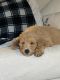 Goldendoodle Puppies for sale in Longview, WA 98632, USA. price: $800