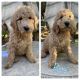 Goldendoodle Puppies for sale in Rocklin, CA, USA. price: $1,000