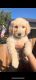 Goldendoodle Puppies for sale in Sacramento, CA, USA. price: $1,000