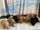 Goldendoodle Puppies for sale in Winston-Salem, NC, USA. price: $1,500
