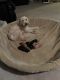 Goldendoodle Puppies for sale in Salem, OR 97306, USA. price: $1,000