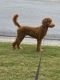 Goldendoodle Puppies for sale in Dallas, GA, USA. price: $1,200