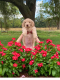 Goldendoodle Puppies for sale in Opelousas, LA 70570, USA. price: $800