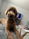 Goldendoodle Puppies for sale in Pearland, TX, USA. price: $1,000