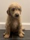 Goldendoodle Puppies for sale in Ludlow, MA 01056, USA. price: $1,350