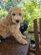 Goldendoodle Puppies for sale in Fontana, CA, USA. price: $1,300