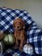 Goldendoodle Puppies for sale in Reese, MI 48757, USA. price: $750