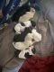 Goldendoodle Puppies for sale in San Antonio, TX 78261, USA. price: $1,800