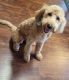 Goldendoodle Puppies for sale in Memphis, TN, USA. price: NA