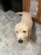 Goldendoodle Puppies for sale in Cullman, AL, USA. price: $500