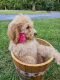 Goldendoodle Puppies for sale in Perry, GA, USA. price: $675
