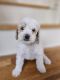 Goldendoodle Puppies for sale in 3011 Cartwright Rd, Missouri City, TX 77459, USA. price: $2,700