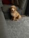 Goldendoodle Puppies for sale in Cleburne, TX, USA. price: $1,800