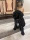 Goldendoodle Puppies for sale in Queen Creek, AZ, USA. price: $800