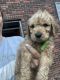 Goldendoodle Puppies for sale in Harrisburg, IL 62946, USA. price: $900