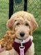 Goldendoodle Puppies for sale in Madison, AL, USA. price: $1,000