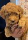 Goldendoodle Puppies for sale in Cedar City, UT, USA. price: $1,800